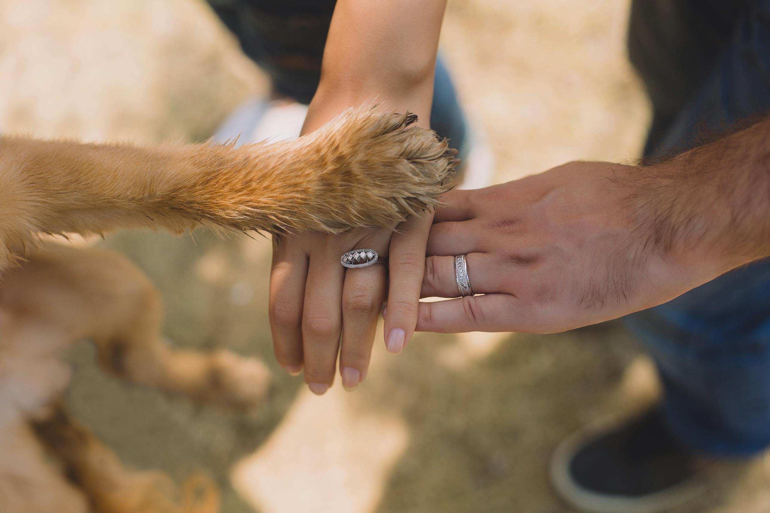 A close-up of hands and a dog's paw displaying unity and love outdoors.
