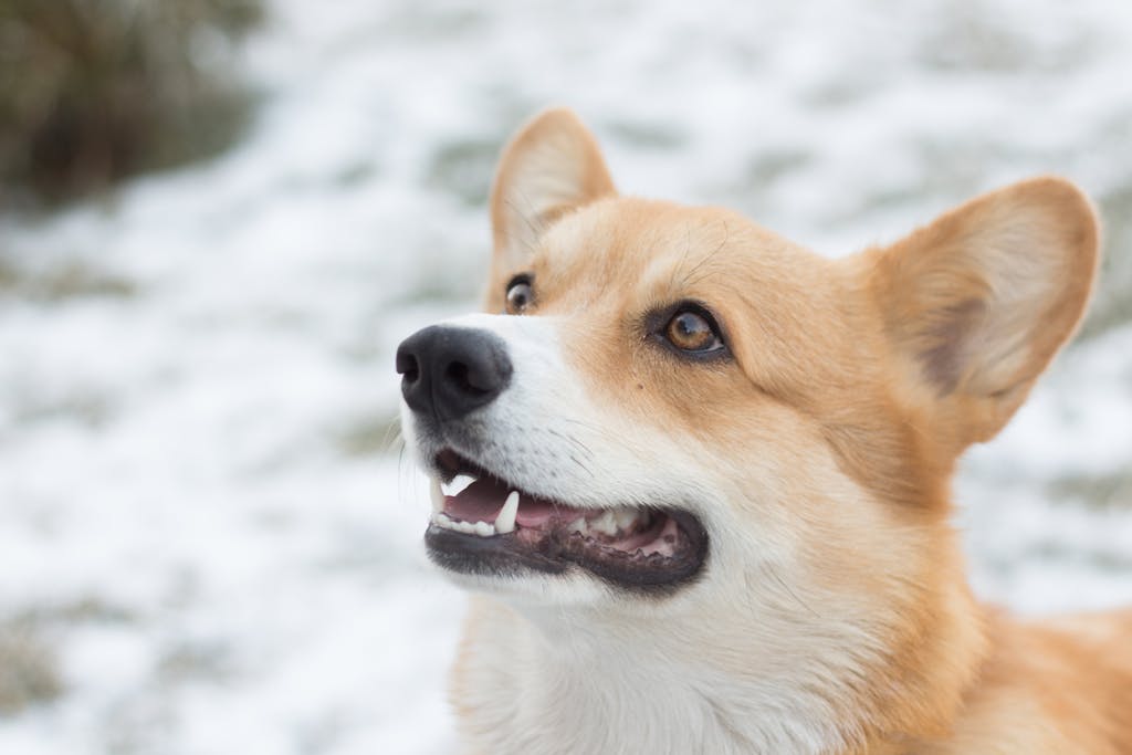 Close-up portrait of a cute Corgi dog looking up in a snowy winter landscape.