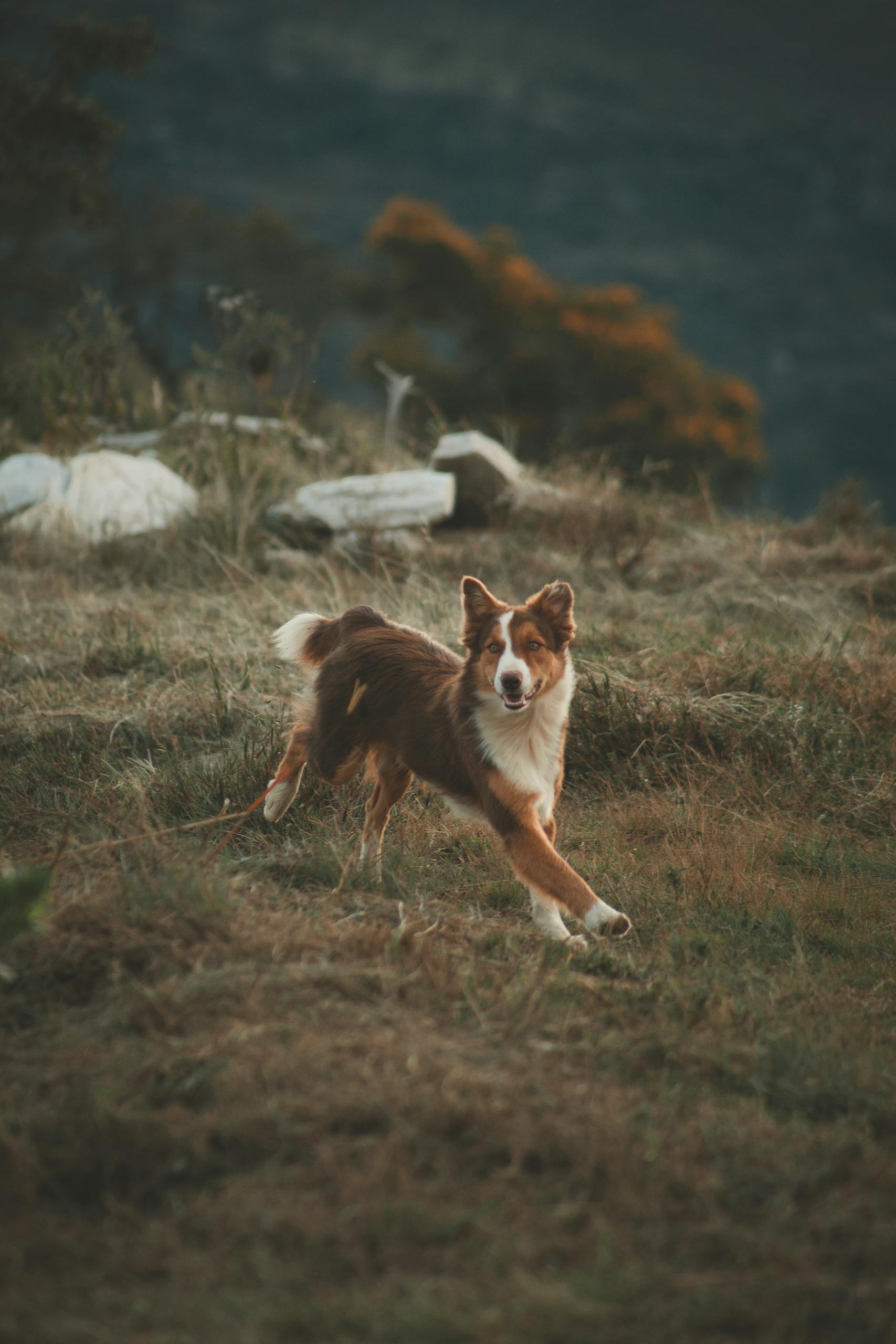 Energetic Border Collie dashing through a grassy field in a countryside setting.