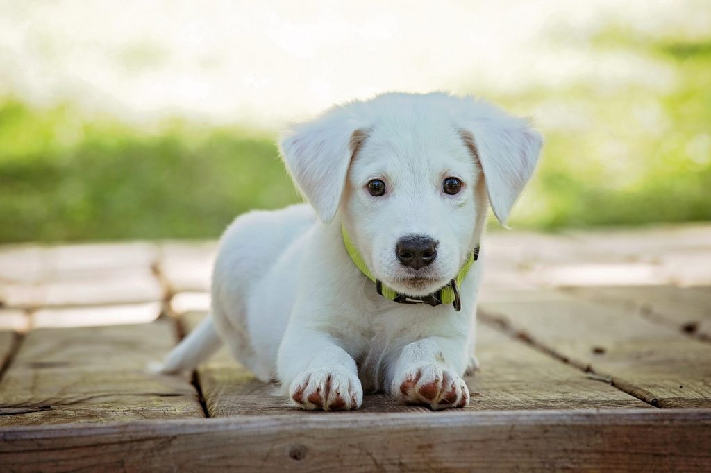 puppy, dog, pet, collar, dog collar, white puppy, white dog, domestic, domestic dog, lying down, portrait, dog portrait, animal, cute, nature, white, adorable, canine, doggy, looking