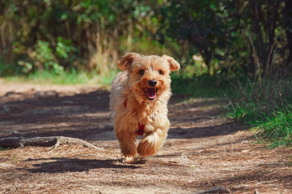 puppy, yorkie, dog, nature, pet, canine, animal, fur, snout, mammal, dog portrait, animal world