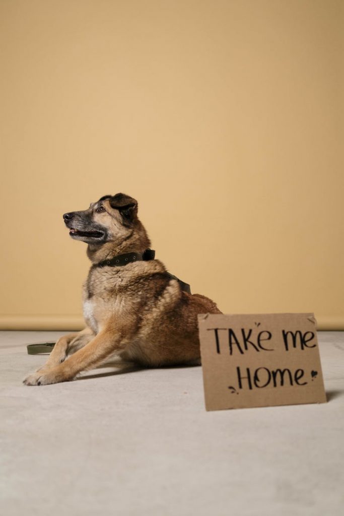 A hopeful dog beside a 'Take Me Home' adoption sign in a studio setting.